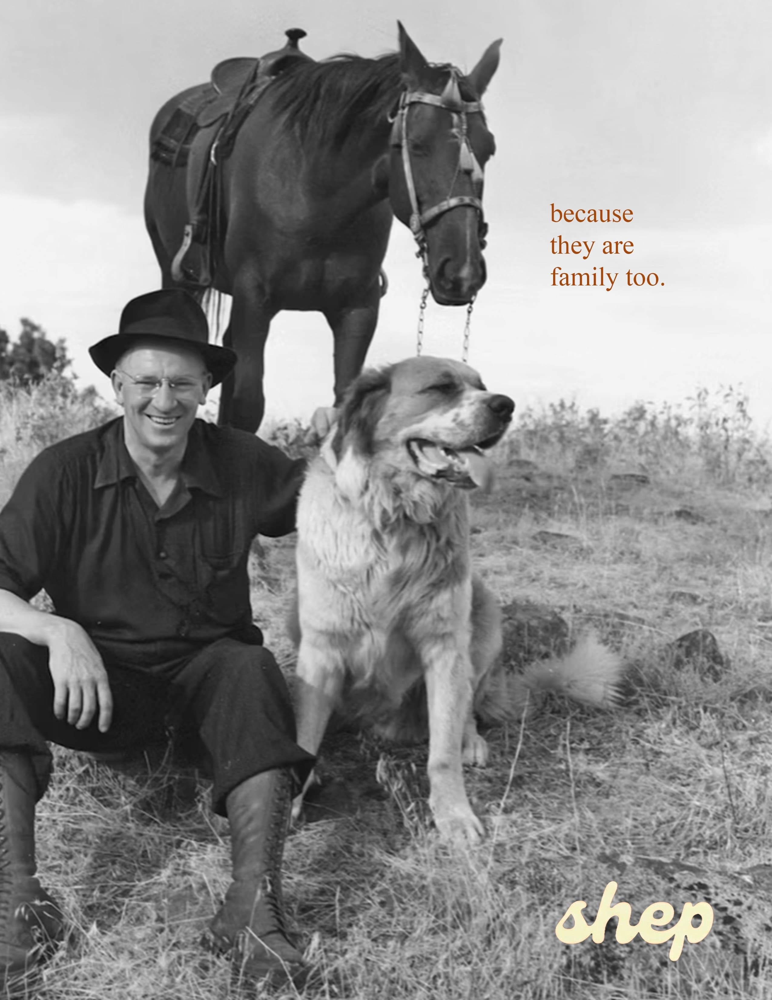 Shep hero
